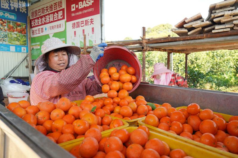 北流：柑橘畅销村民喜增收
