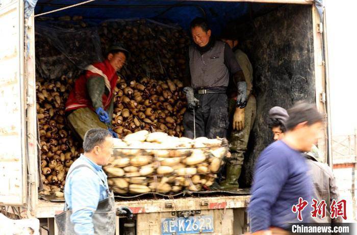 江苏沛县湖西农场打好“莲藕经济”牌 念好产业“富民经”