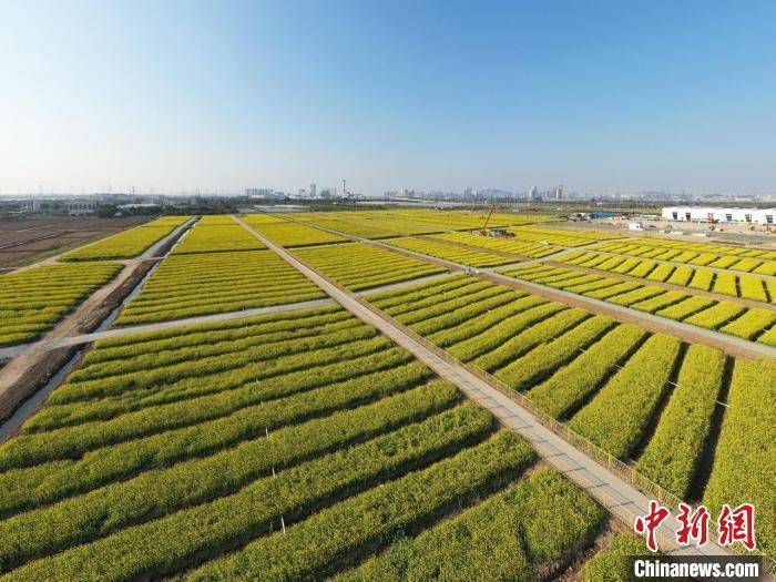广州耗资数十亿元建农业公园 让民众在城市体验田园之乐