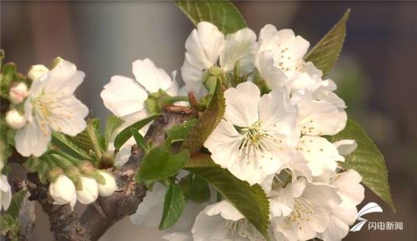 【诗画山东】安丘：温室大樱桃花开满园迎新春
