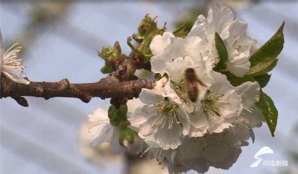 【诗画山东】安丘：温室大樱桃花开满园迎新春
