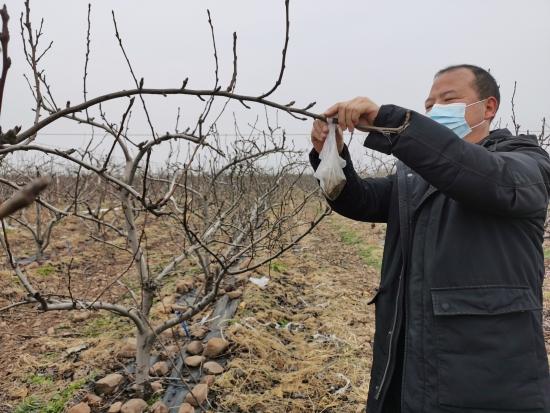 河南宝丰：寒冬压枝盼春来