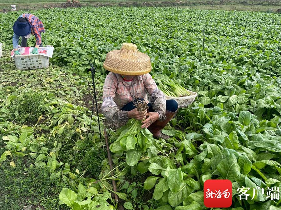 海口春节期间“一元菜”将增加至六种 将不定时推出特惠菜