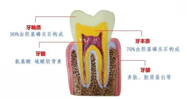 精选丨牙齿上裹层“膜”，竟能让牙齿再生，家家都有这材料！