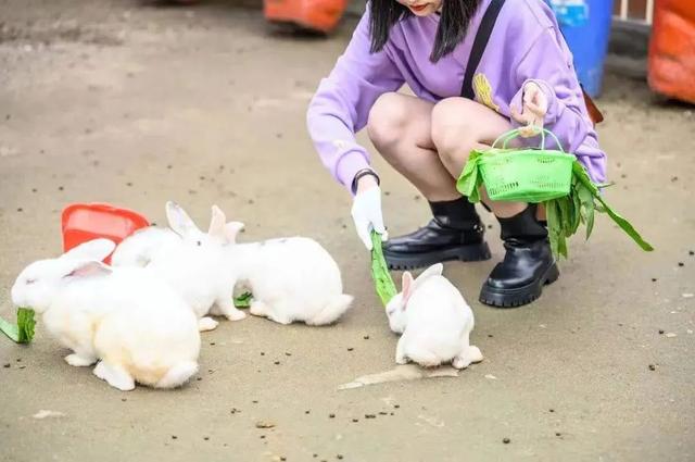 春节来东浦湾景区嗨吧！萌宠撒欢、烟花秀...一站式体验吃喝玩乐！