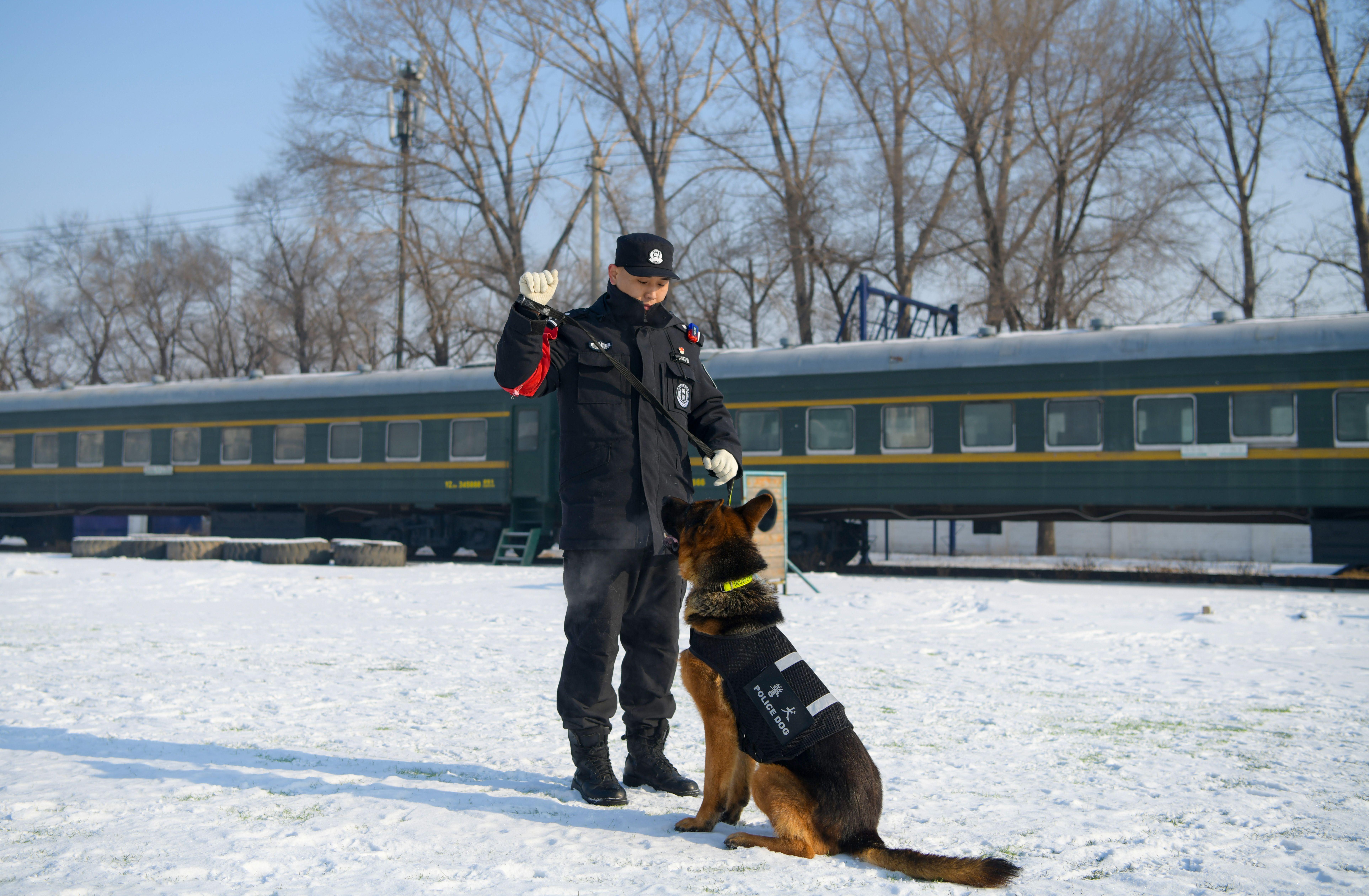 冰城警犬“刀锋”的首个春运：“犬”力以赴，“汪“你安全