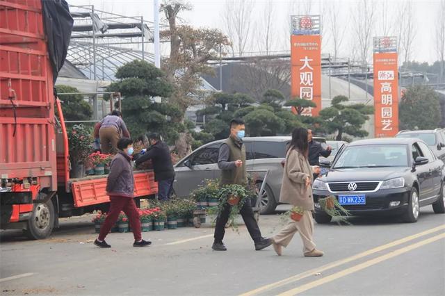 元旦过后,常州夏溪花木市场年宵花市红红火火拉开帷幕.