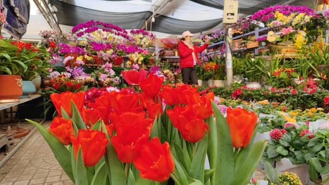 蝴蝶兰等年宵花热卖 青岛花卉市场年味浓