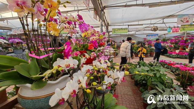 蝴蝶兰等年宵花热卖 青岛花卉市场年味浓