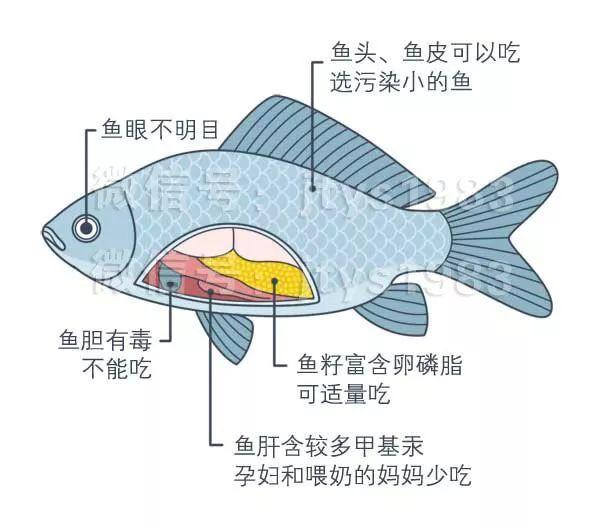 鸡、鱼、虾这些部位千万别吃，毒素和寄生虫超多！你再喜欢也要戒口