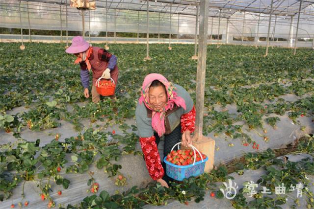 麒麟区沿江街道：小草莓长成“甜蜜”产业