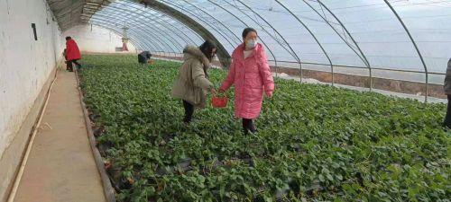 甘肃宕昌：奶油草莓甜，致富门路宽