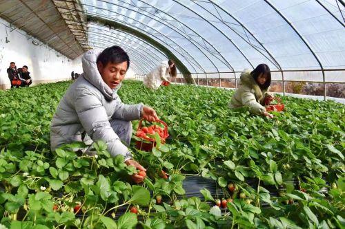 甘肃宕昌：奶油草莓甜，致富门路宽