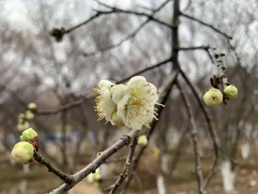 不会还有人不知道蜡梅不是梅花吧？