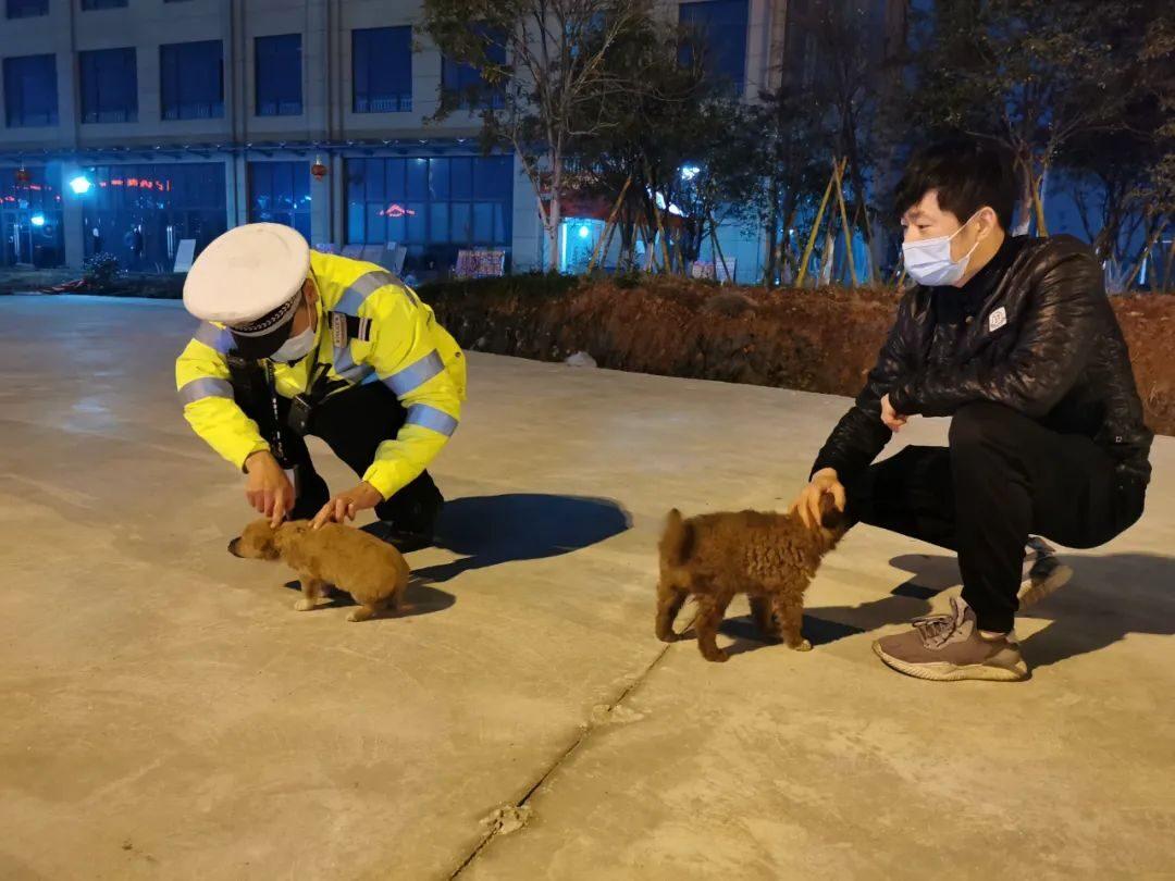 流浪狗“赖”上执勤交警，暖心交警带回收养