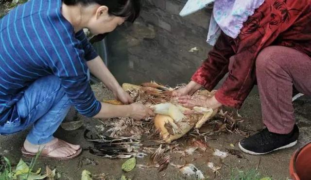 农历中国 | 腊月廿七 · 宰鸡赶大集