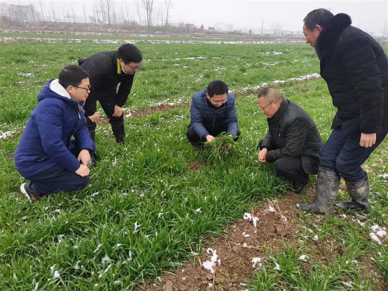 湖北2千余名农业专家指导农户防寒抗冻