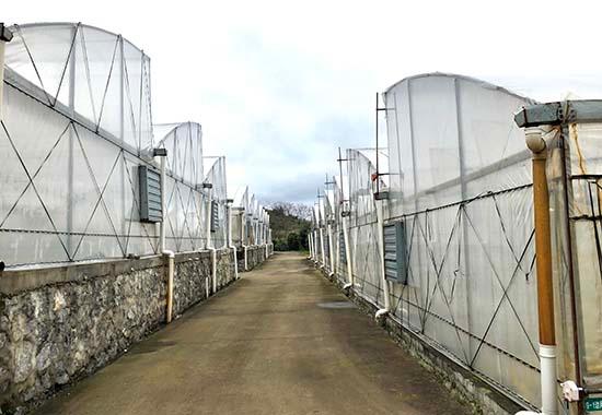 富川石家乡：打造春烤烟种植示范乡