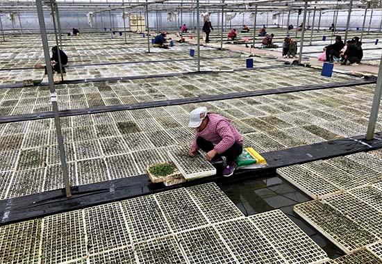 富川石家乡：打造春烤烟种植示范乡