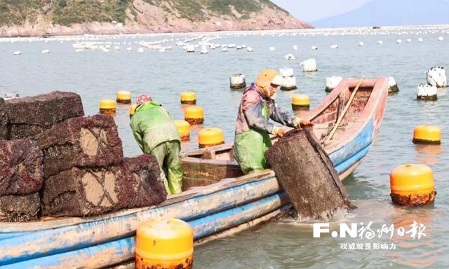 在转型探索中走向春天——“中国鲍鱼之乡”蹲点观察