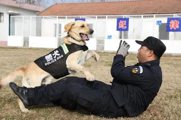 从业务“小白”到致胜“尖兵”，看警犬皮特的首个春运！