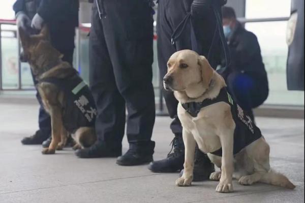 从业务“小白”到致胜“尖兵”，看警犬皮特的首个春运！