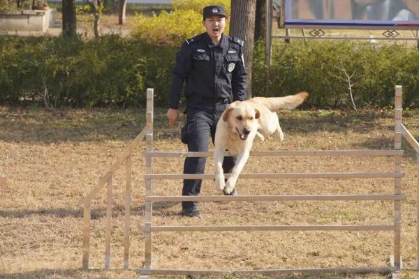 从业务“小白”到致胜“尖兵”，看警犬皮特的首个春运！