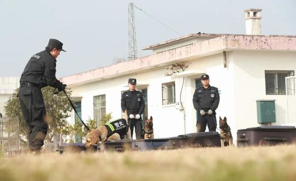 从业务“小白”到致胜“尖兵”，看警犬皮特的首个春运！