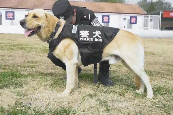 从业务“小白”到致胜“尖兵”，看警犬皮特的首个春运！