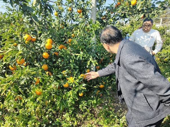 连平县绣缎镇金溪一村民自制农家发酵肥料 280余亩沃柑果园产出果实价高质优备受消费者青睐