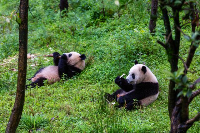 玩转天府旅游名品 | 把熊猫抱回家！