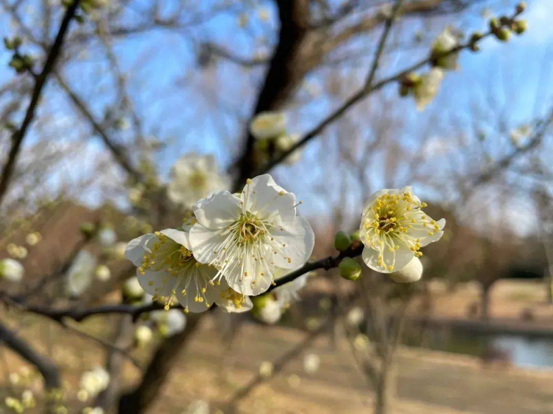 一起去打卡！冬日里的“小灯笼”，你见过吗？【爱申活暖心春】