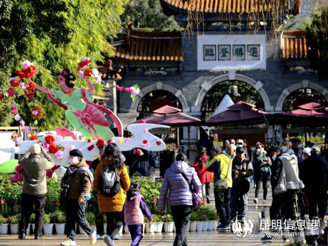 雍容牡丹在大观和昙华寺联展盛放 新春还有贴梗海棠红红火火