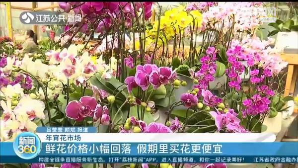 年宵花价格小幅回落 春节假期里买花更便宜