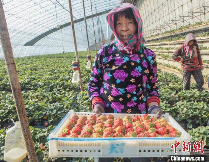 辽宁大连：小草莓带动乡村振兴大产业