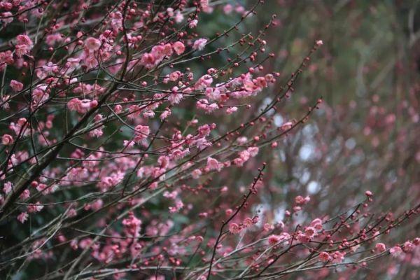 梅花开放，又到植物园“冬之韵”赏花季