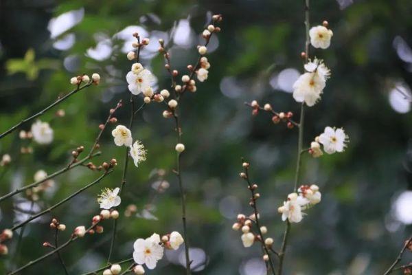 梅花开放，又到植物园“冬之韵”赏花季