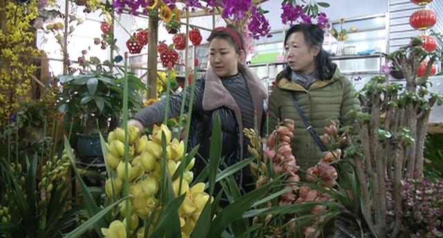 新春走基层丨本溪县：百花争艳 花卉市场为佳节添“春”色