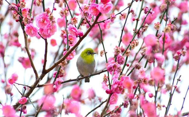 走，“盘”花去！春节红河赏花图鉴请收好