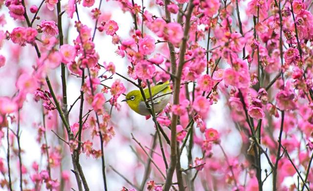 走，“盘”花去！春节红河赏花图鉴请收好