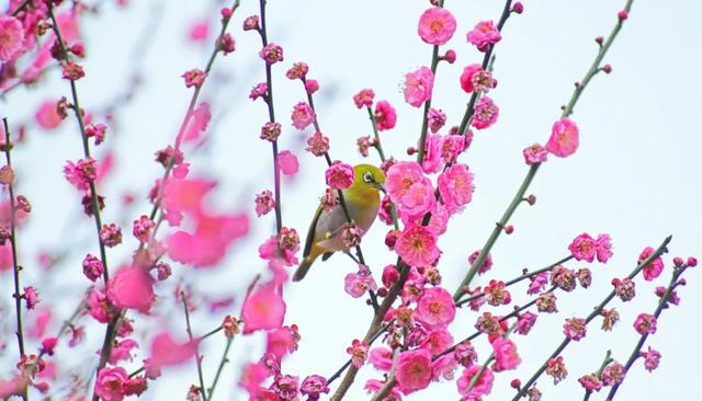 走，“盘”花去！春节红河赏花图鉴请收好