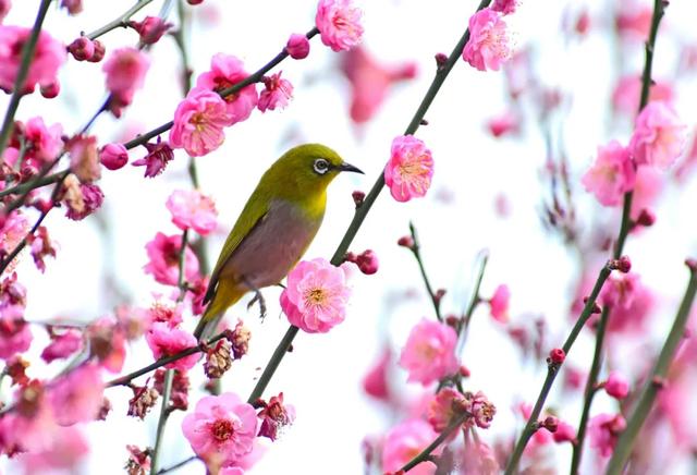 走，“盘”花去！春节红河赏花图鉴请收好