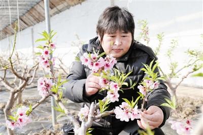 静海区大邱庄镇农民合作社的暖棚内桃花盛放果蔬飘香：假期别样过 农家采摘忙