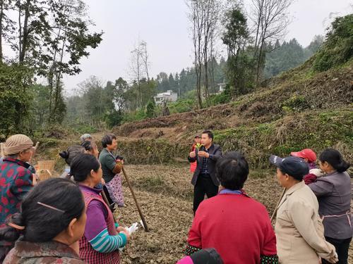 新农人｜从记者到脆李种植人，他计划把基地建成乡村休闲旅游度假区