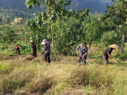 新农人｜从记者到脆李种植人，他计划把基地建成乡村休闲旅游度假区