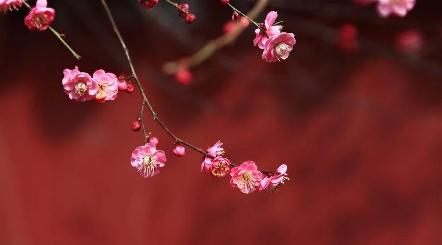 夜读丨立春：生命，是一树花开