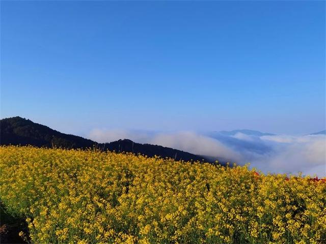 立春丨楚雄花海美成童话，快来赴一场春日赏花宴