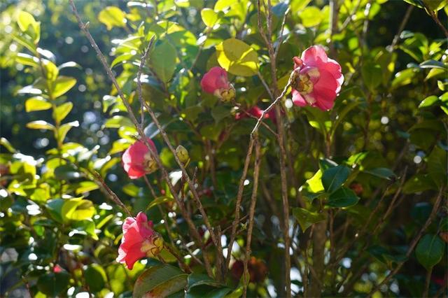 立春丨楚雄花海美成童话，快来赴一场春日赏花宴