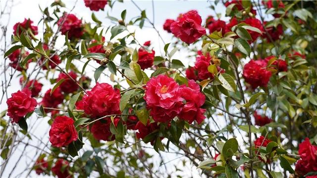 立春丨楚雄花海美成童话，快来赴一场春日赏花宴