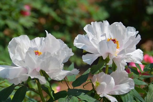 立春丨楚雄花海美成童话，快来赴一场春日赏花宴